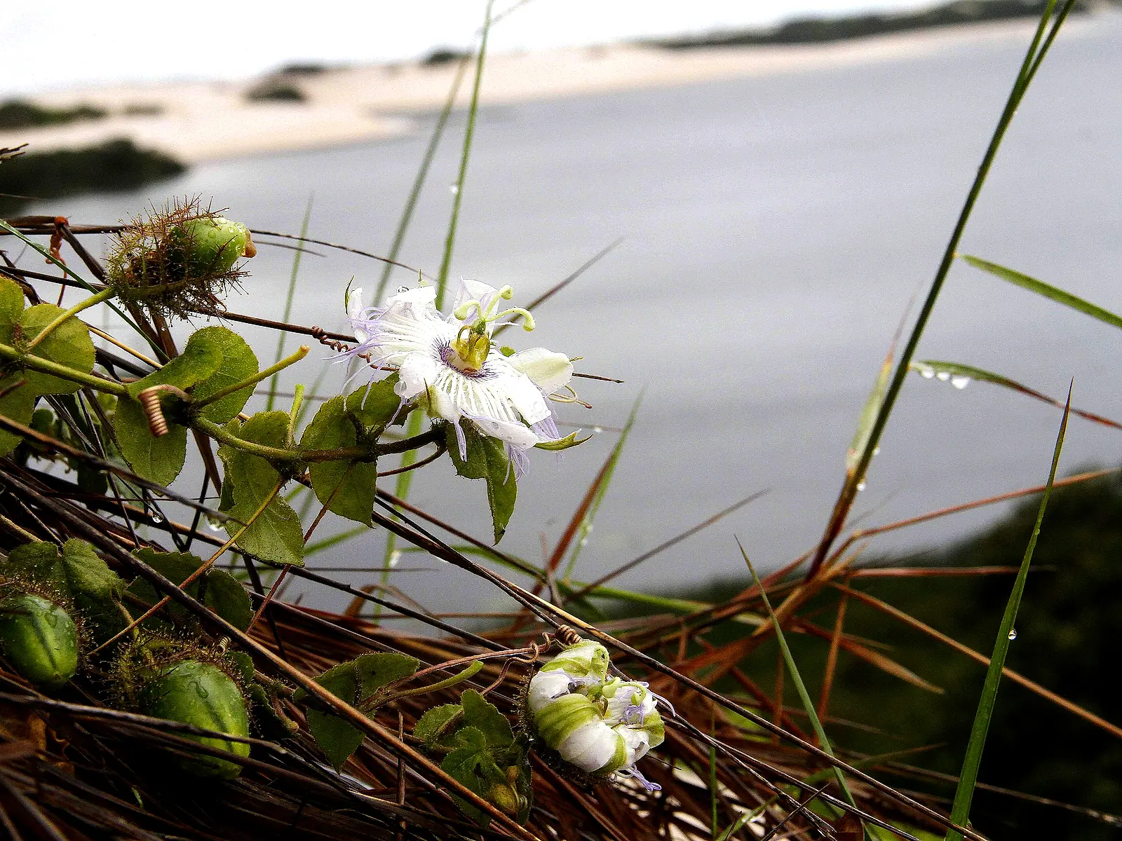 Flor branca de maracujá-do-mato à beira da Lagoa Betânia
